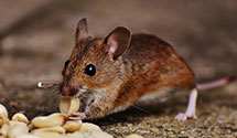 24 Hour & Emergency Exterminators in Jackson Ctr, PA